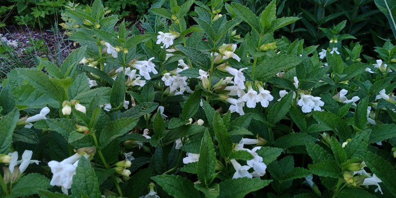 Melittis melissophyllum 'Alba'